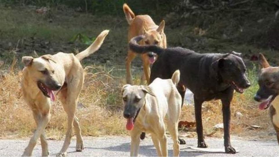 Βαγγέλης Καρράς: Περίπου 700 τα αδέσποτα σκυλιά στον Δήμο Ανατολικής Σάμου. Κάνουμε τα πάντα για να ελέγξουμε αυτό το μεγάλο πρόβλημα