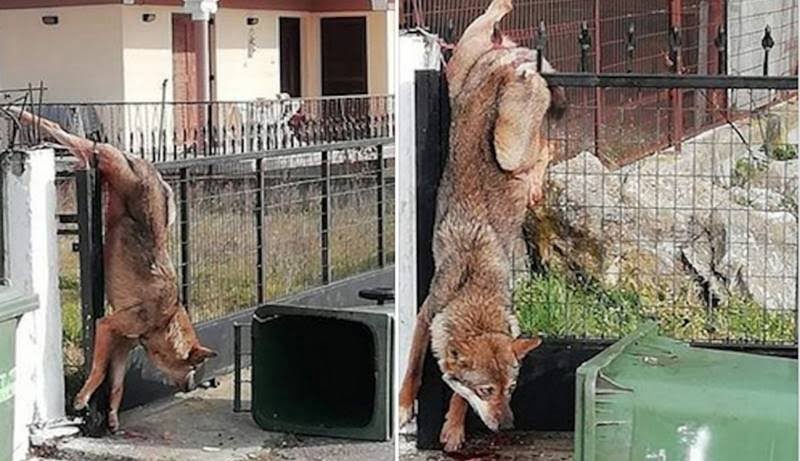 Λύκος παγιδεύτηκε σε καγκελόπορτα σε χωριό της Θεσσαλονίκης
