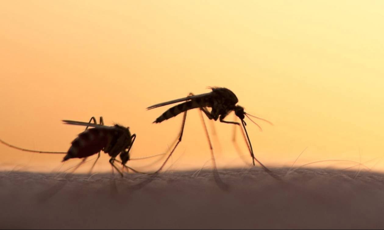 Ολοκληρωμένο πρόγραμμα καταπολέμησης κουνουπιών έτους 2020» από τον Δήμο Ανατολικής Σάμου