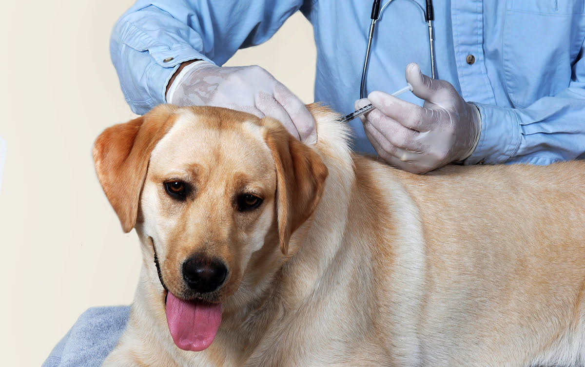 Δωρεάν πρόγραμμα εμβολιασμών, στειρώσεων και ηλεκτρονικής καταγραφής αδέσποτων ζώων