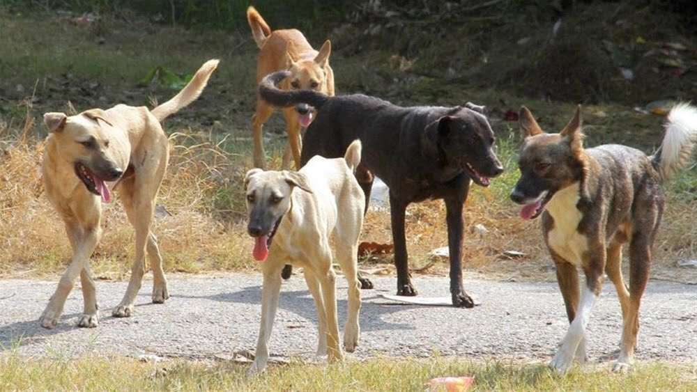 Στειρώσεις αδέσποτων ζώων συντροφιάς (σκύλων) στον Δήμο Δυτικής Σάμου