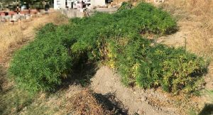Συνελήφθη ημεδαπός στη Σάμο, για καλλιέργεια δενδρυλλίων κάνναβης και κατοχή ναρκωτικών ουσιών