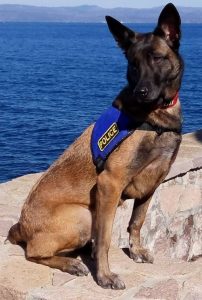Απεβίωσε η «Mirka», ο αστυνομικός σκύλος που υπηρέτησε με επιτυχία στην Ομάδα Εξουδετέρωσης Εκρηκτικών Μηχανισμών, του Βορειοανατολικού Αιγαίου